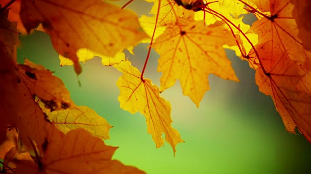秋天时树枝和树叶的特写。视频素材