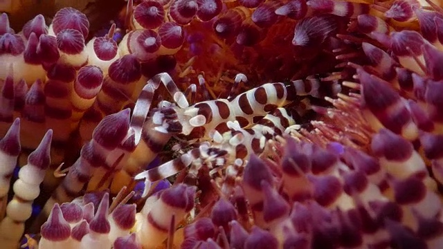 一对科尔曼虾烧海胆，印度尼西亚巴厘岛(4K)视频下载
