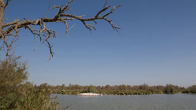 卡玛格地区自然公园的湖泊和火烈鸟视频素材
