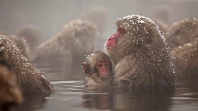 日本雪猴冬季温泉视频下载