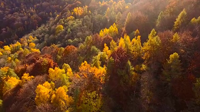 秋天飞过林地视频素材