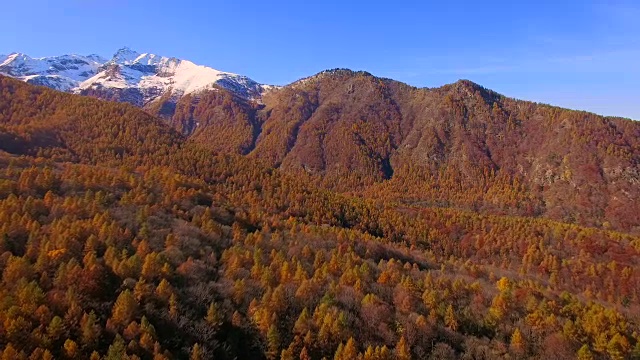 秋天飞过林地视频下载
