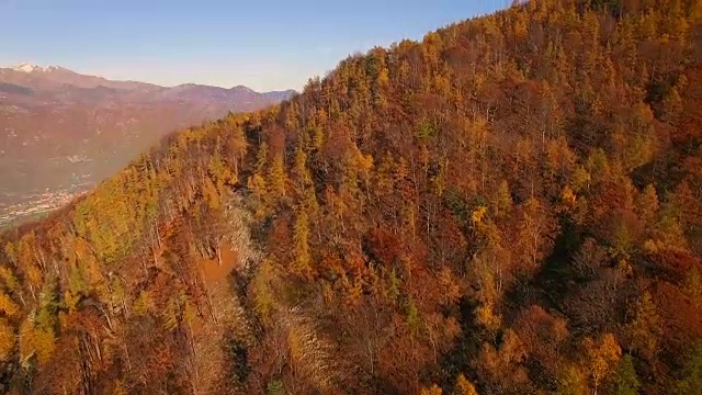 秋天飞过林地视频素材