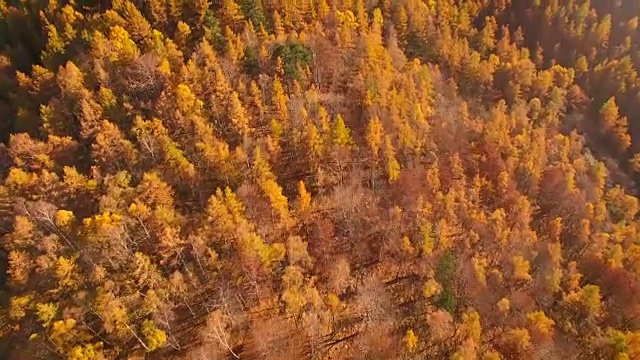 秋天飞过林地视频下载