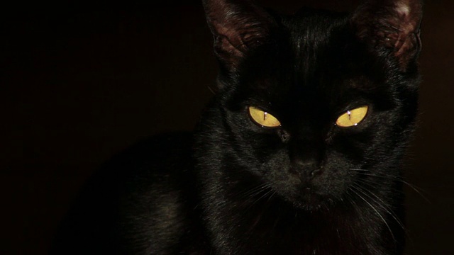 黑猫的肖像视频下载
