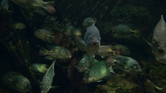 高清:水族馆鱼类视频下载