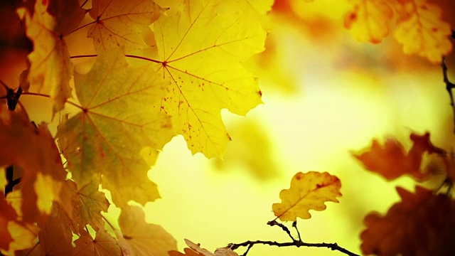 秋天时树枝和树叶的特写。视频素材