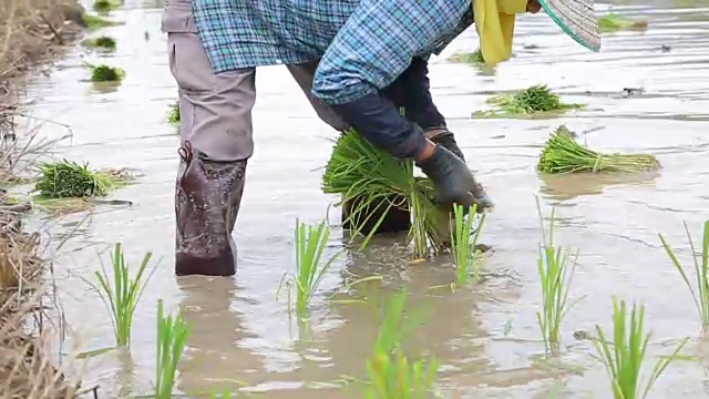 亚洲农民水稻种植工作:HD VDO视频下载