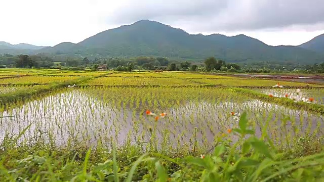 稻田在雨天播种视频素材