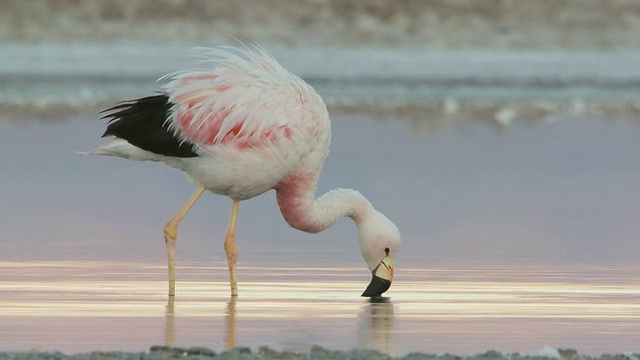 图为安第斯火烈鸟、凤凰鸟在高海拔盐湖的浅水处觅食/智利大北岸的圣佩德罗德阿塔卡马视频素材