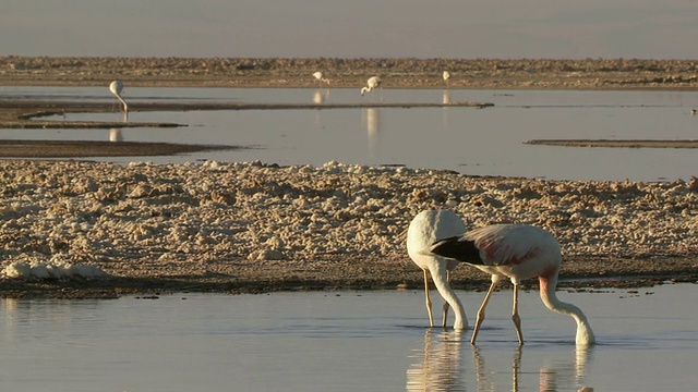 安第斯火烈鸟，凤凰鸟和inus在高海拔盐湖和后面的其他地方觅食/圣佩德罗德阿塔卡马，大北岸，智利视频素材