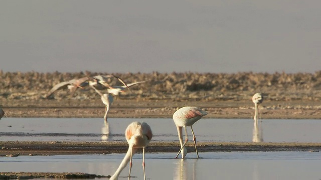 图为安第斯火烈鸟、凤凰鸟和智利火烈鸟在高海拔的盐湖上飞翔。智利北部的阿塔卡马圣佩德罗，智利凤凰鸟在浅滩上觅食视频素材