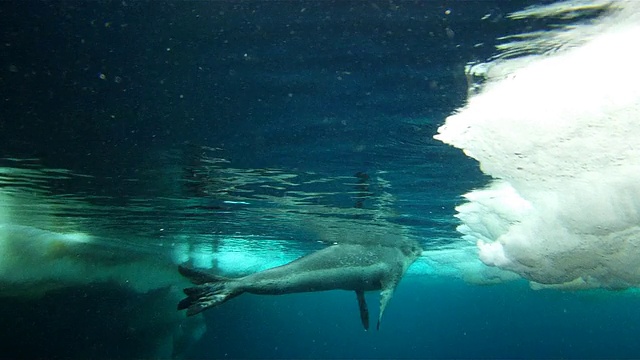 南极华盛顿角水下冰洞中的海豹视频下载