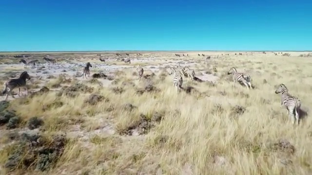 在非洲大草原上奔跑的直升机斑马视频素材