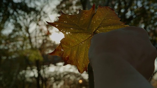 秋叶与太阳耀斑POV人手公园CU视频素材
