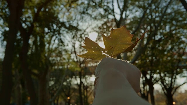 POV手握秋叶在阳光下视频素材