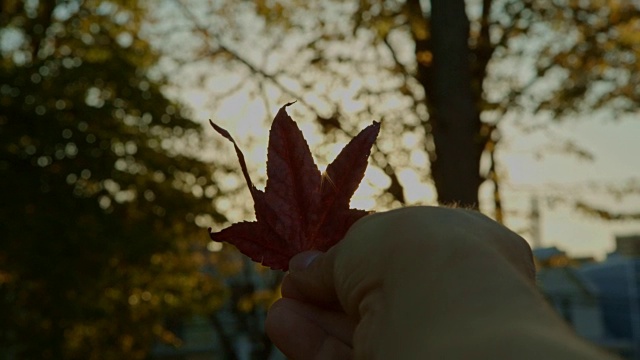 星红的秋叶在太阳POV的手中视频素材