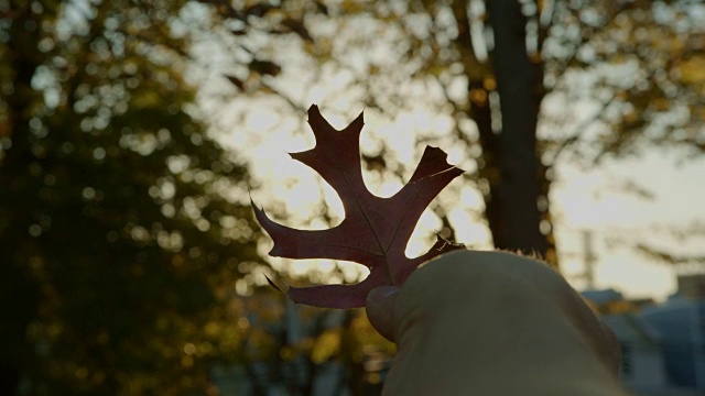 CU POV手在公园里握着秋叶在阳光下视频素材