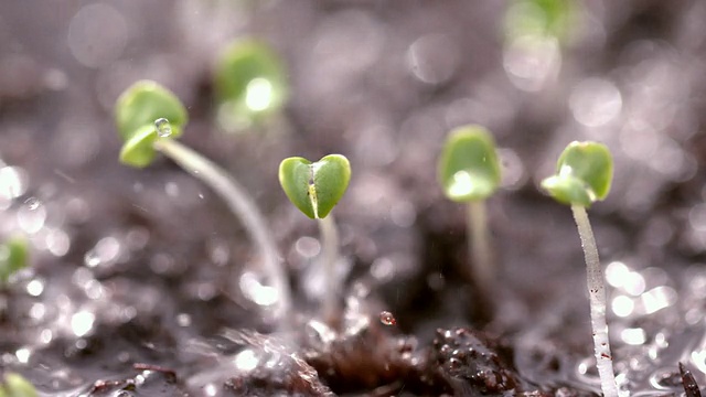 雨水落在小植物上视频素材