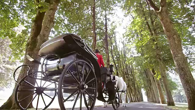 SLO MO TS白马拉着马车通过公园视频素材