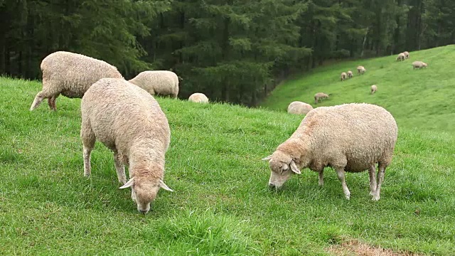 饲养绵羊的观点视频素材