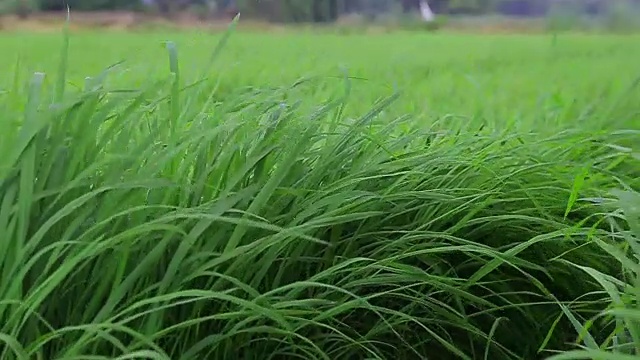 水稻种植领域视频素材