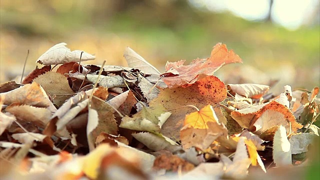 秋天的树叶视频素材