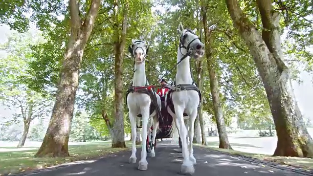 TS两匹白马拉着一辆马车穿过公园视频下载