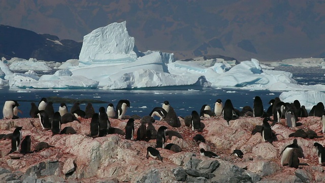 南极洲，一群阿德利企鹅(Pygoscelis adelae)，背景是美丽的冰山视频下载