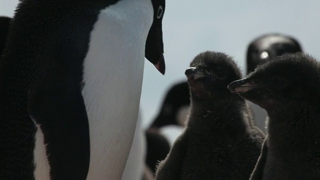 南极洲的阿德利小企鹅(Pygoscelis adelae)靠近(幼)，在成年企鹅那里乞讨和喂养视频下载