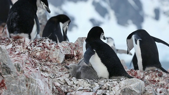 南极洲的帽带企鹅(Pygoscelis antarctic)和一对雏鸟在岩石中筑巢视频下载