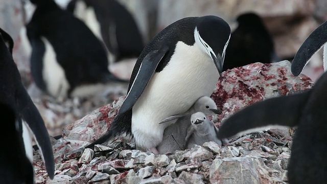 南极企鹅(Pygoscelis antarctic)在岩石中筑巢，哺育南极的雏鸟视频下载