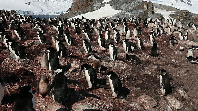 南极企鹅(Pygoscelis antarctic)聚居地，左盘，南极洲视频下载