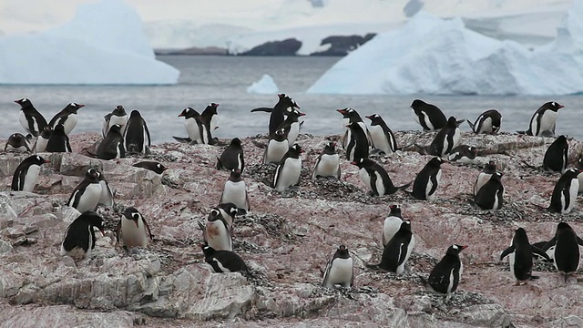 巴布亚企鹅(Pygoscelis巴布亚)靠近成年企鹅喂养幼雏，南极洲视频下载
