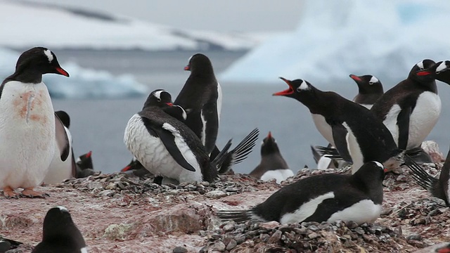 巴布亚企鹅(Pygoscelis巴布亚企鹅)殖民地，一些展示，向左移动，南极洲视频下载