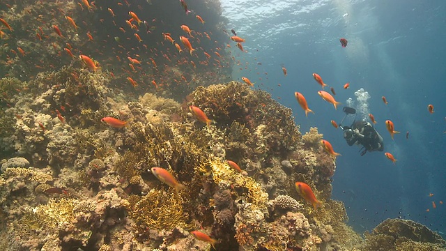 珊瑚金鱼/花冠(假花冠)周围的珊瑚露头对潜水员反应，南极洲视频下载