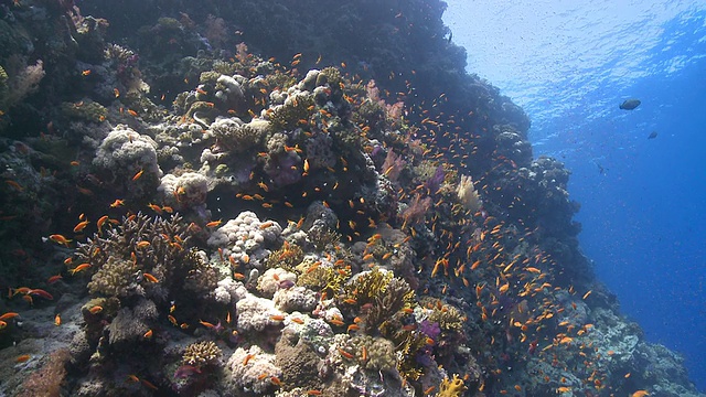 南极洲，珊瑚金鱼/花冠(假花冠)围绕珊瑚露头视频下载