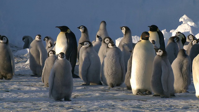 帝企鹅(Aptenodytes forsteri)，幼崽和成年企鹅在南极华盛顿角的托儿所视频素材