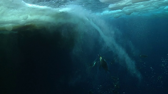 帝企鹅(Aptenodytes forsteri)游泳在冰边缘和聚集出水，一些气泡踪迹，水下，华盛顿角，南极洲视频下载