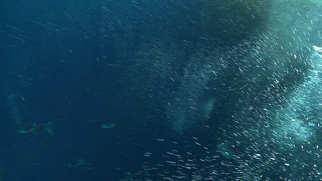 南极华盛顿角水下的帝企鹅(Aptenodytes forsteri)在镜头下游泳视频下载