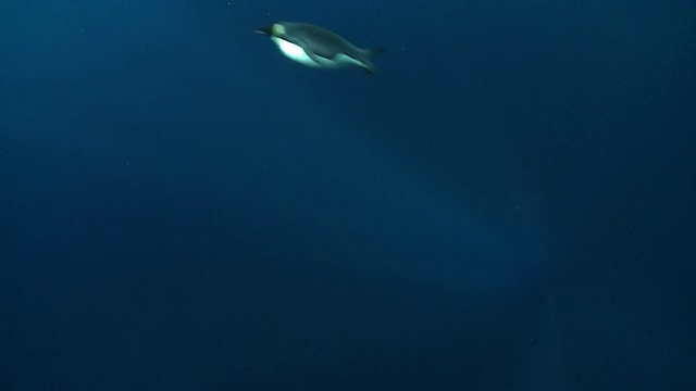 南极华盛顿角水下的帝企鹅(Aptenodytes forsteri)在镜头下游泳视频下载