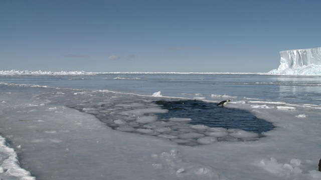 南极华盛顿角的帝企鹅(Aptenodytes forsteri)在海冰中游泳、整理和潜水视频下载