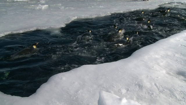 帝企鹅(Aptenodytes forsteri)在南极华盛顿角的海冰洞中浮出和整理视频下载