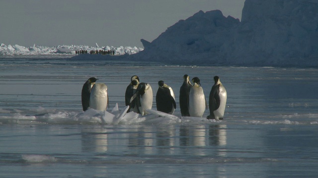 南极华盛顿角，帝企鹅(Aptenodytes forsteri)在海冰上梳理羽毛视频下载