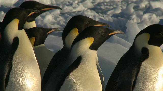 帝企鹅(Aptenodytes forsteri)合影，南极华盛顿角视频下载