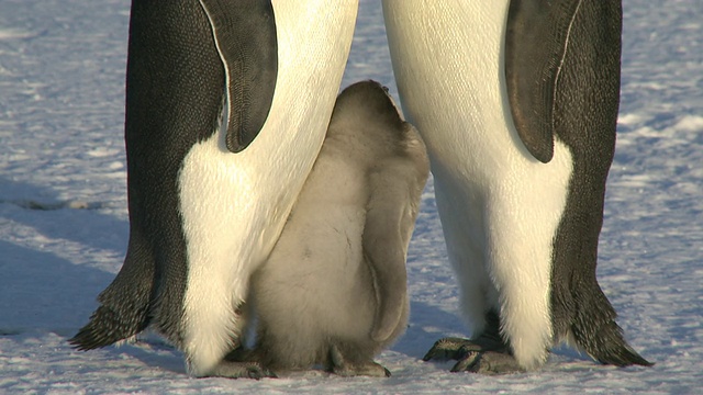 南极华盛顿角的帝企鹅(Aptenodytes forsteri)，成年企鹅和幼企鹅在殖民地展示视频下载