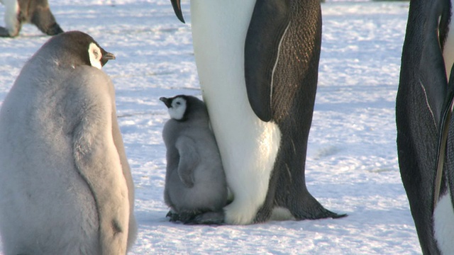 帝企鹅(Aptenodytes forsteri)，父母脚上的幼雏，焦点，华盛顿角，南极洲视频下载