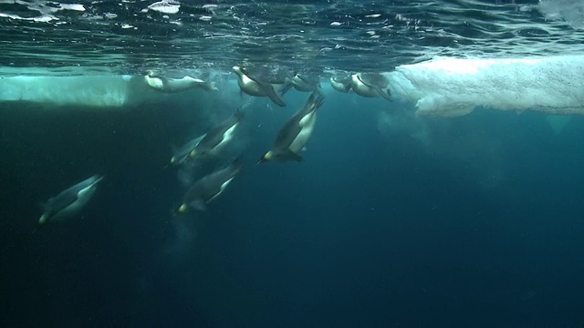 帝企鹅(Aptenodytes forsteri)在水面游泳，观察深处，潜水和浮出水面，在华盛顿角，南极洲视频下载