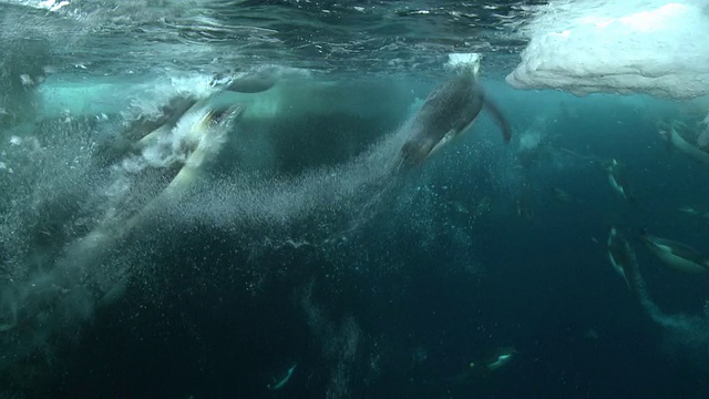 帝企鹅(Aptenodytes forsteri)游到水面，然后潜入海冰中的洞中，一些气泡痕迹，水下，华盛顿角，南极洲视频下载