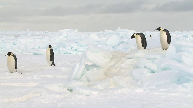 南极华盛顿角，帝企鹅(Aptenodytes forsteri)摇摇摆摆地滑过冰面视频下载